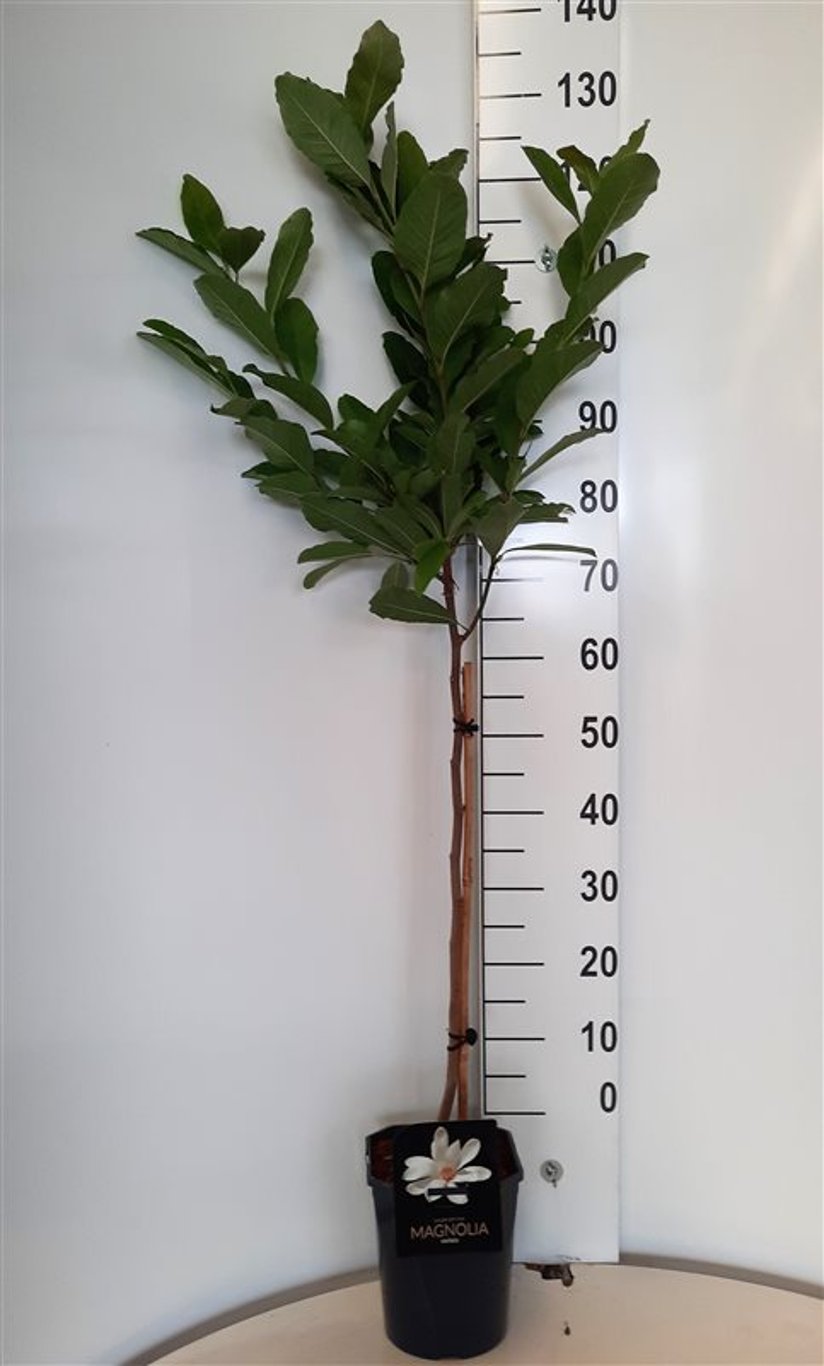 Magnolia stellata - 60 CM Stem C5 - 2yr Crown